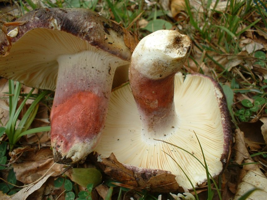 russula da determinare